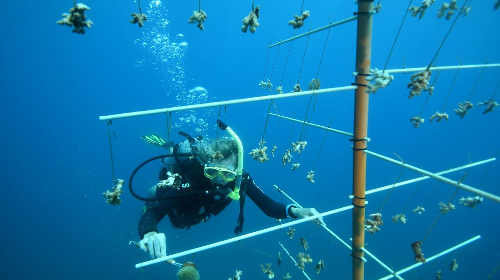 The trees helping regenerate coral at Fitzroy Island, Great Barrier Reef, Queensland | The trees helping to save the reef