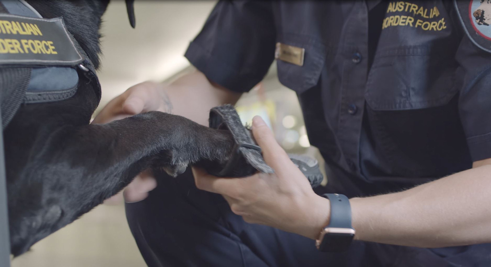 ABF detector dogs wear special boots to protect their paws and the surfaces they search