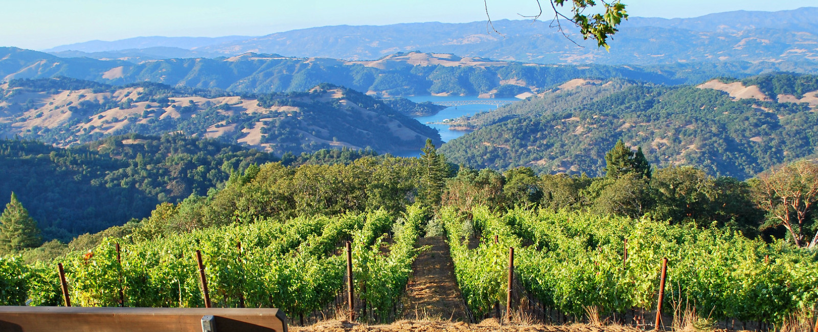 Sonoma County Vineyards