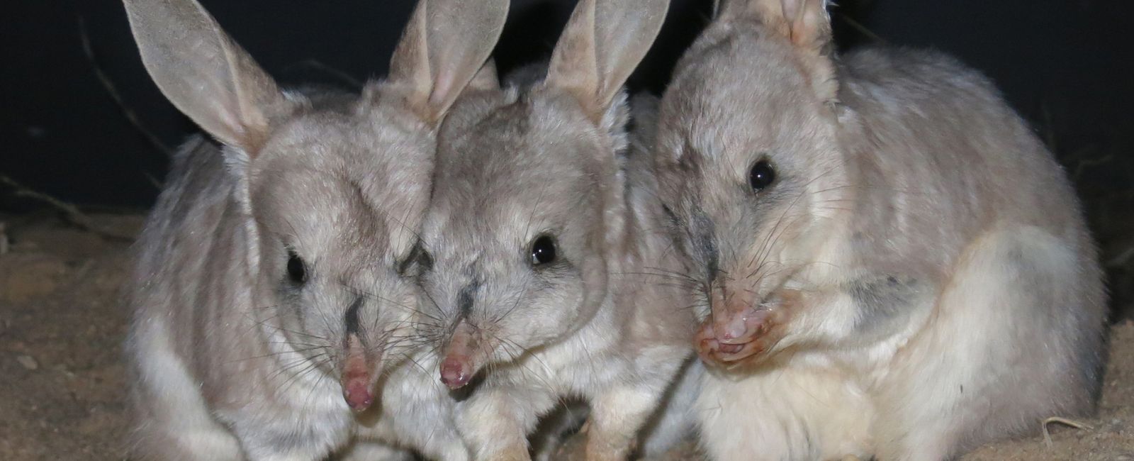 Bilby